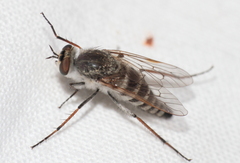 Therevidae