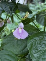 Canavalia cathartica