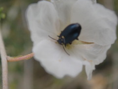 Lebia
