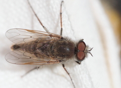 Therevidae