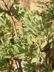 Thymelaea