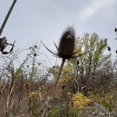 Dipsacus laciniatus