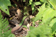 Ameiva ameiva