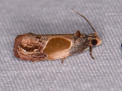 Eumarozia malachitana