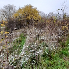 Dipsacus laciniatus