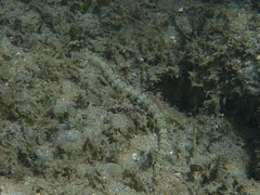 Corythoichthys haematopterus