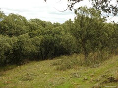 Quercus rotundifolia