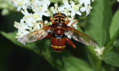 Milesia crabroniformis
