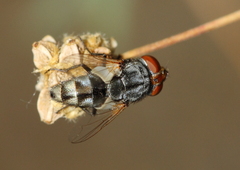 Miltogramma taeniata