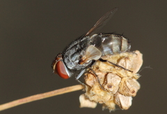 Miltogramma taeniata