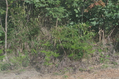 Pteridium centrali-africanum