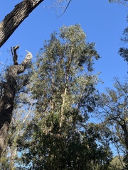 Eucalyptus globulus