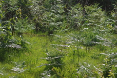 Pteridium centrali-africanum