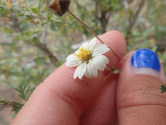 Melampodium leucanthum