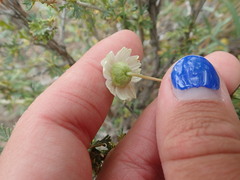 Melampodium leucanthum