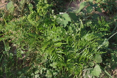 Pteridium centrali-africanum