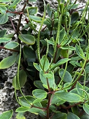 Peperomia leptostachya