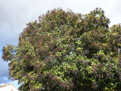 Ligustrum vulgare