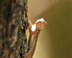 Tropidurus etheridgei