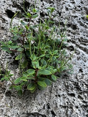 Peperomia leptostachya