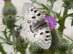 Parnassius apollo