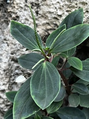 Peperomia leptostachya