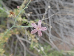 Stephanomeria tenuifolia