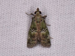 Cacotherapia flexilinealis