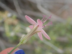 Stephanomeria tenuifolia