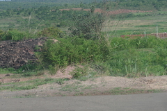 Pteridium centrali-africanum