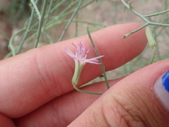 Stephanomeria tenuifolia