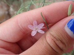 Stephanomeria tenuifolia