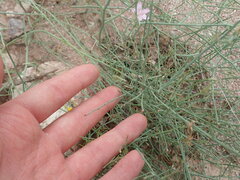 Stephanomeria tenuifolia