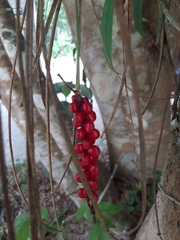 Anthurium gracile