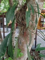 Anthurium gracile