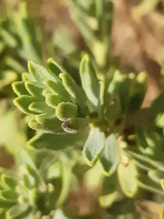 Thymelaea