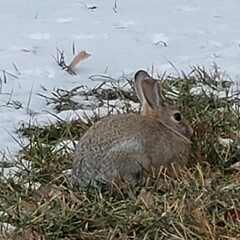 Sylvilagus nuttallii