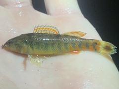 Etheostoma caeruleum