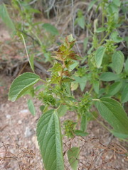 Acalypha neomexicana