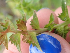 Acalypha neomexicana