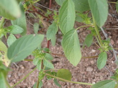 Acalypha neomexicana