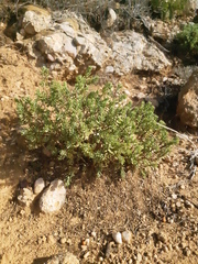 Thymelaea