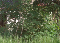 Tithonia diversifolia