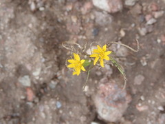 Pectis angustifolia angustifolia