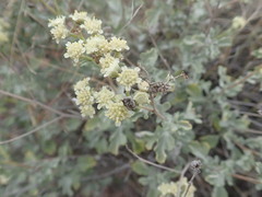 Parthenium incanum