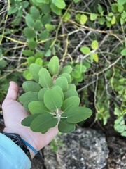 Capparis sandwichiana