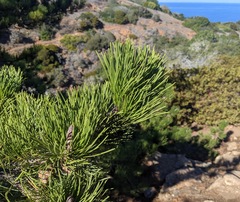 Pinus muricata