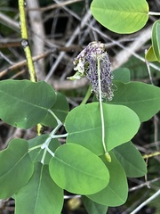Capparis sandwichiana