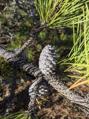 Pinus muricata