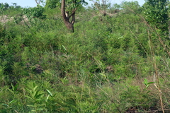 Pteridium centrali-africanum